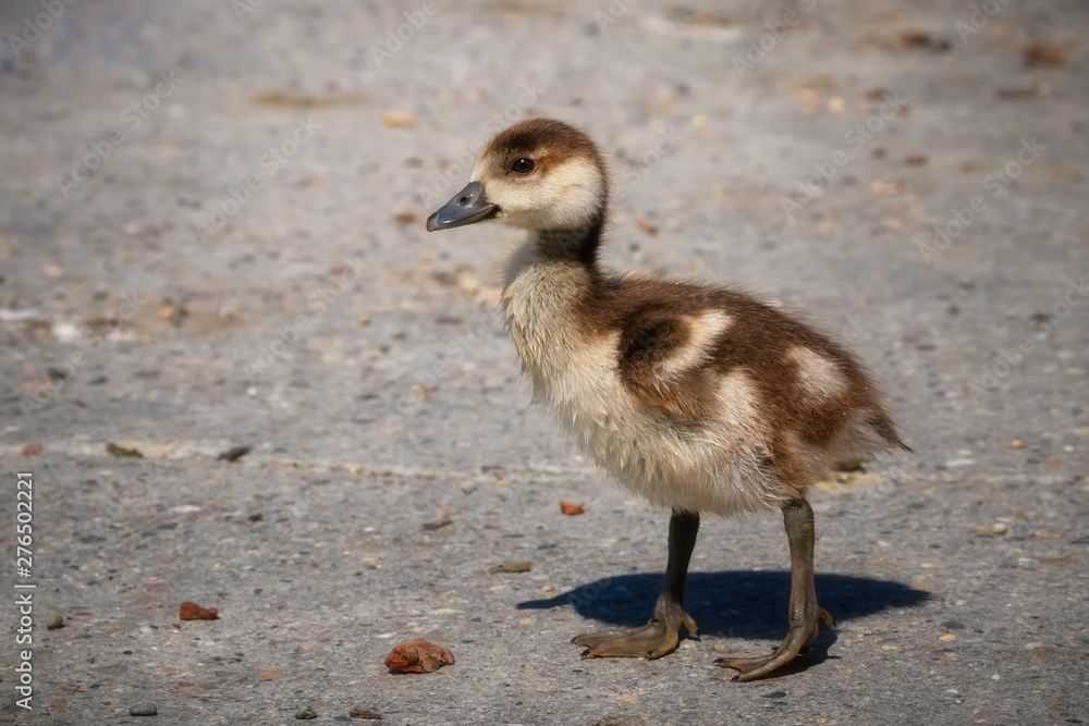 Nilgansküken läuft auf einem Weg Nilgansküken läuft auf einem Weg