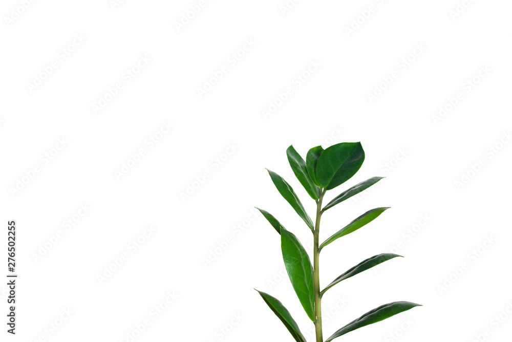 Beautiful green leaves of flowers on a white background Beautiful green leaves of flowers on a white background