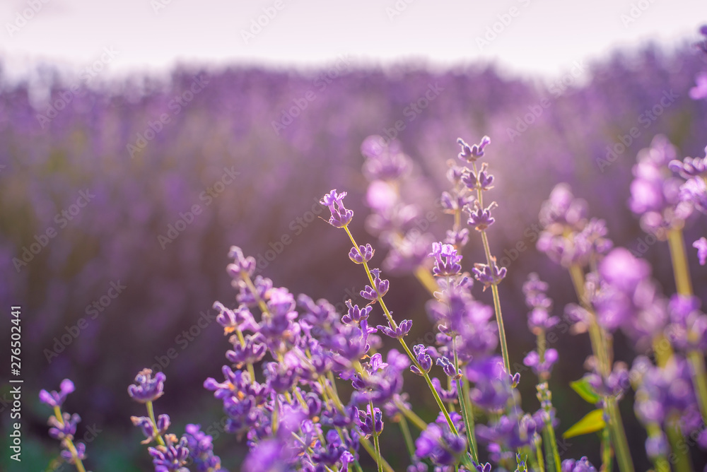 Lavender bushes closeup on sunset. Sunset gleam over purple flowers of lavender. Provence region of Moldavia,2019