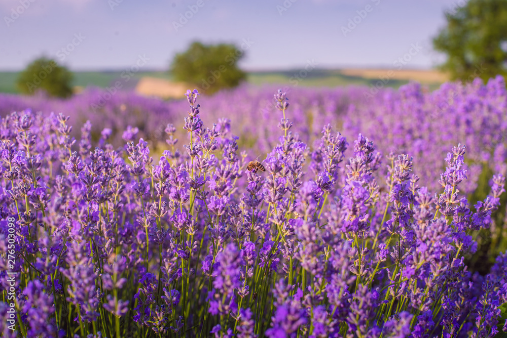 Naklejka premium Lavender bushes closeup on sunset. Sunset gleam over purple flowers of lavender. Provence region of Moldavia,2019