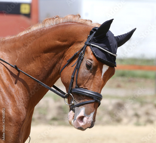 Unknown contestant rides at dressage horse event on riding ground indoors photo