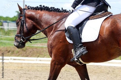 Unknown dressage rider sits on her stallion during race