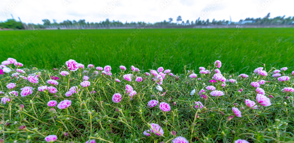 Portulaca grandiflora flowers bloom along the trail leading to the farmer's house with two beautiful and peaceful young rice fields Portulaca grandiflora flowers bloom along the trail leading to the farmer's house with two beautiful and peaceful young rice fields
