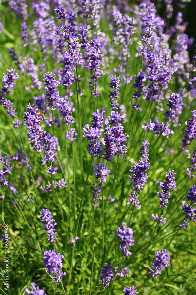 blühender lavendel im garten     Lavandula angustifolia
