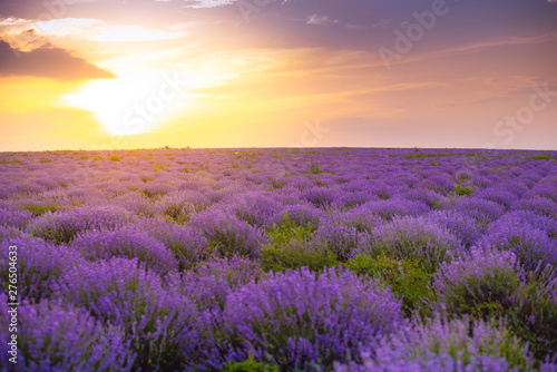 Beautiful Lavender field  sunset and lines. Moldova  2019