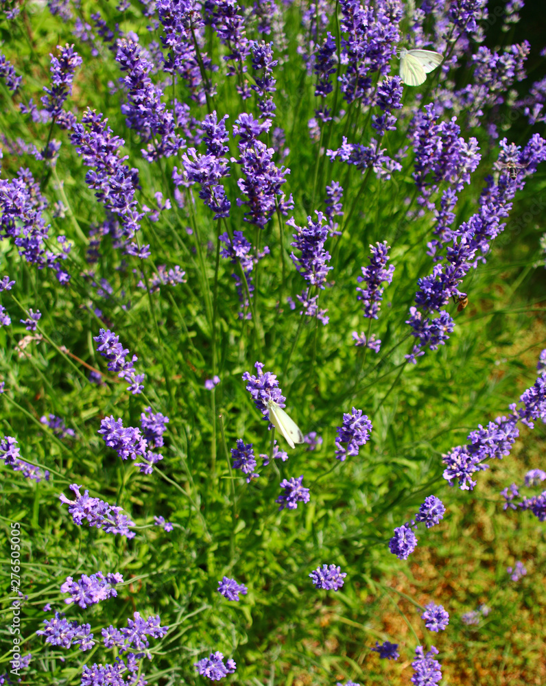 Obraz premium lavendel insektennahrung schmetterlinge