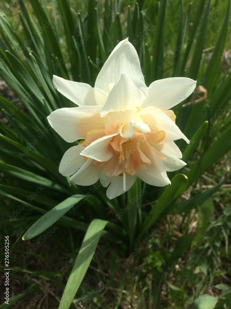 Fototapeta premium yellow lily flower