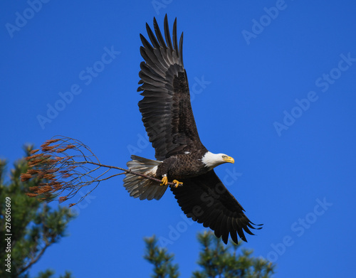 Bald Eagle working on the nest