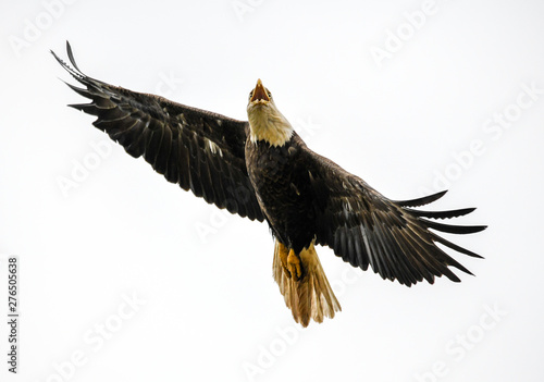 Screaming Eagle