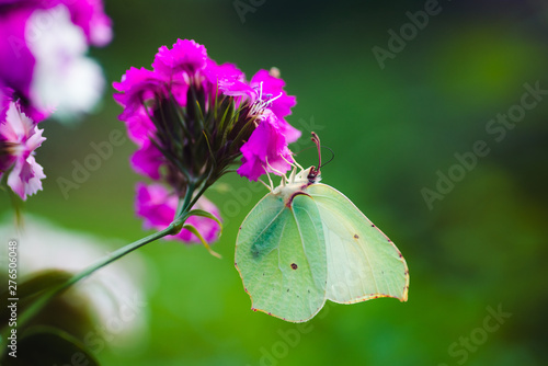 Macro photo of a white butterfly on a pink flower in summer