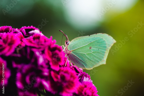 Macro photo of a white butterfly on a pink flower in summer photo