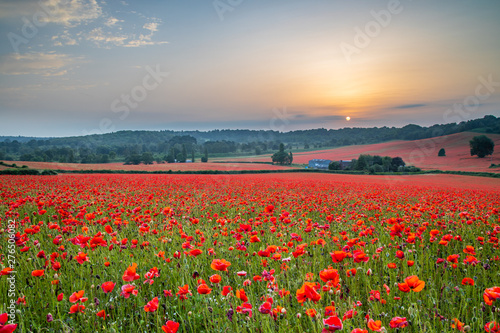 Beautiful Poppy Field at Brewdley, West Midlands at Dawn