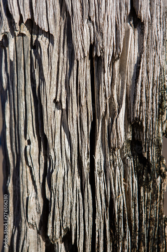 A close up of a rotter timber post of the Port Noarlunga jetty in south australia on 23rd June 2019
