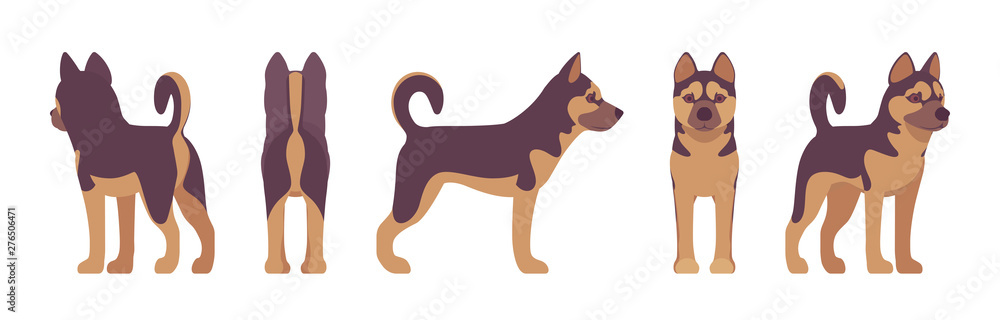 Shepherd dog standing. Working breed, family pet, companion for disability assistance, search, rescue, police, military help. Vector flat style cartoon illustration, white background, different views