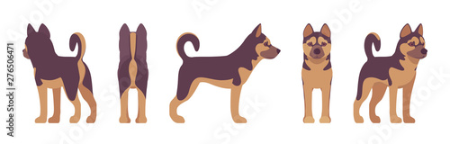 Shepherd dog standing. Working breed, family pet, companion for disability assistance, search, rescue, police, military help. Vector flat style cartoon illustration, white background, different views
