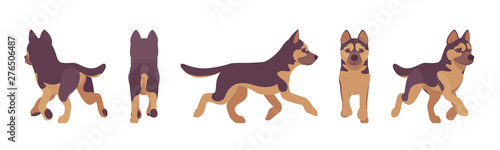 Shepherd dog running. Working breed  family pet  companion for disability assistance  search  rescue  police  military help. Vector flat style cartoon illustration  white background  different views