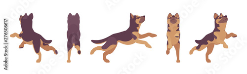 Shepherd dog jumping. Working breed, family pet, companion for disability assistance, search, rescue, police, military help. Vector flat style cartoon illustration, white background, different views