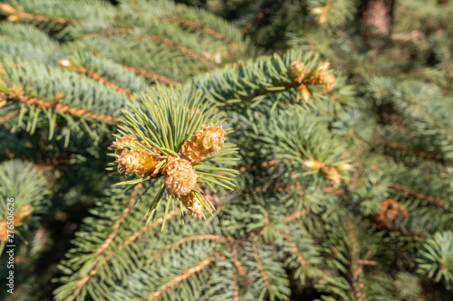 Three small cones on a fir branch in the spring.