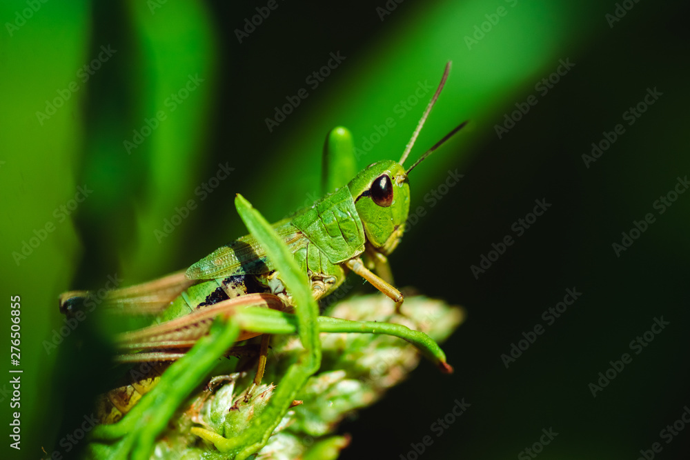 Macro photo of green grasshopper on grass in summer
