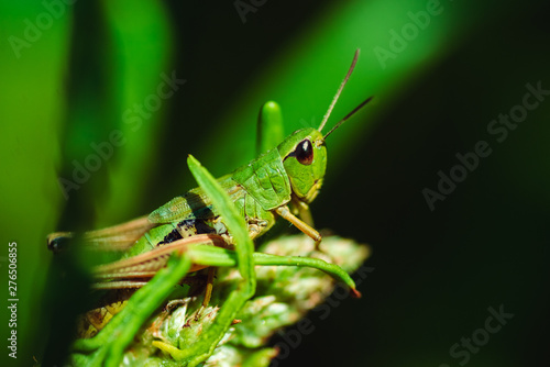 Obraz na płótnie Macro photo of green grasshopper on grass in summer w salonie