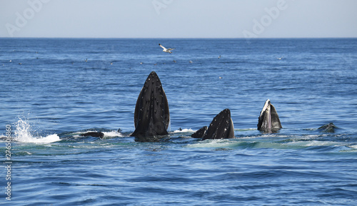 Feeding group - Cape Cod Bay