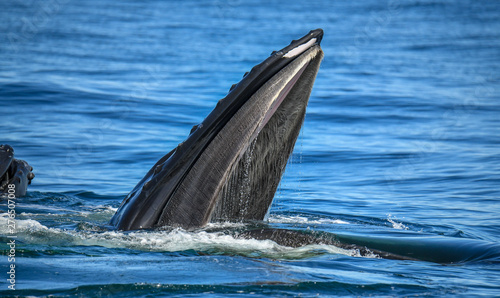 Hungry Whale - Cape Cod Bay