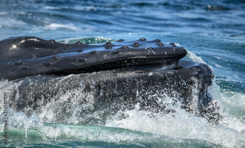 Whale head close up