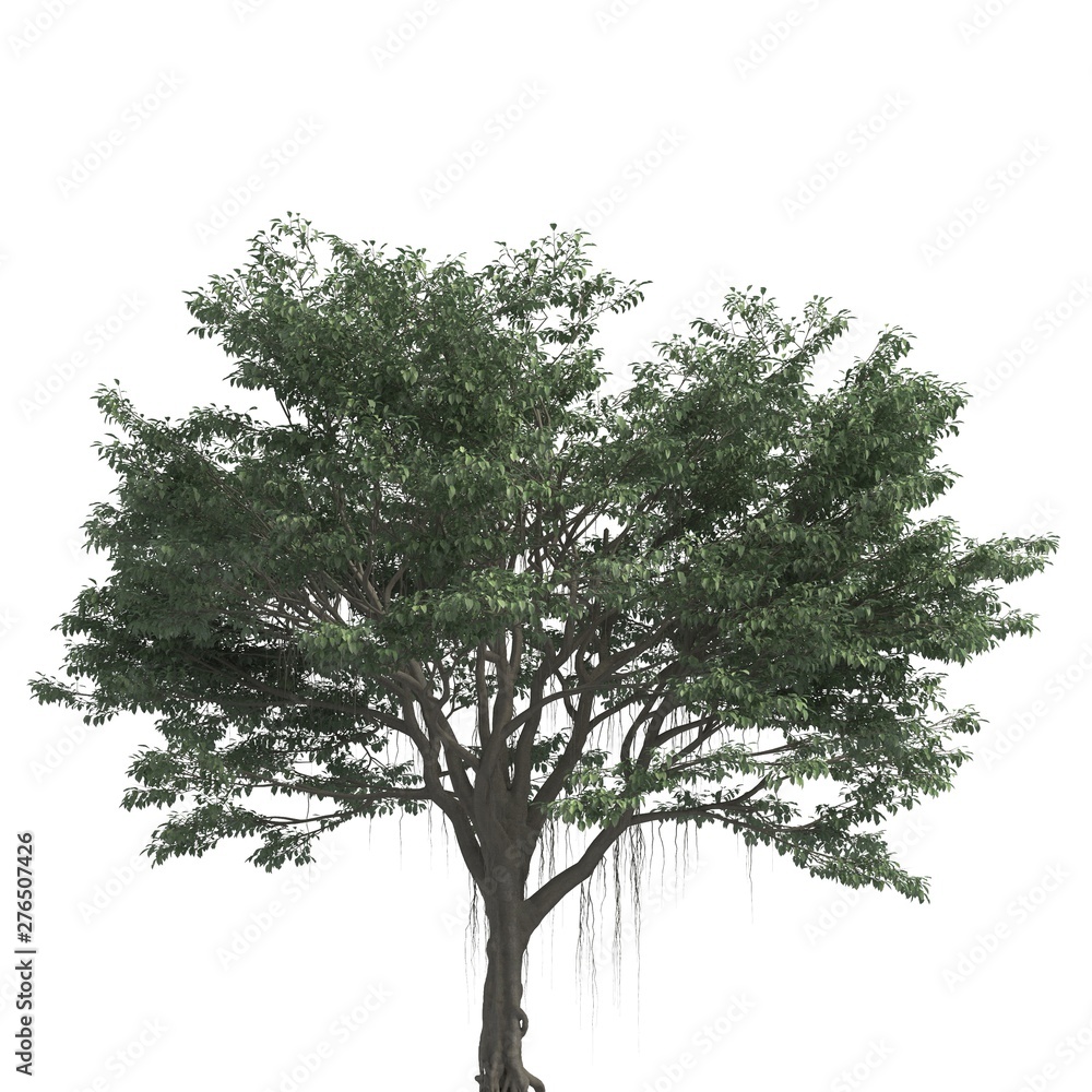 Tree 3d illustration isolated on the white background Tree 3d illustration isolated on the white background