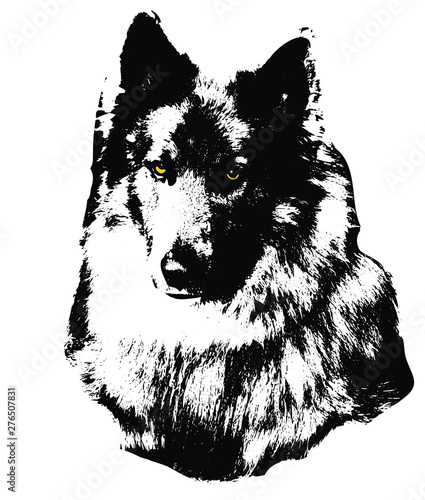 vector isolated monochrome graphic image of wolf head from tundra with yellow eyes in full face 