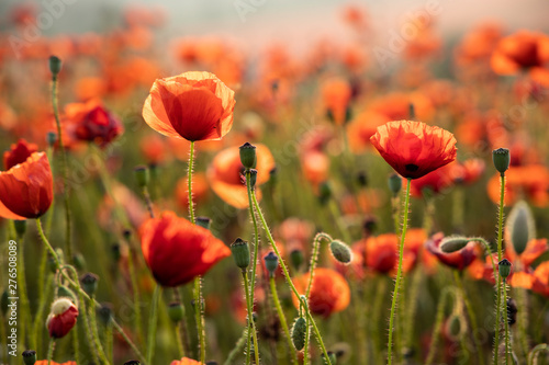 Close Up View of Poppy Flowers at Dawn