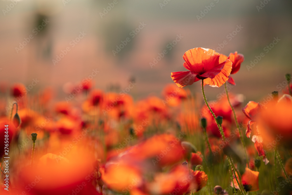 Obraz premium Close Up View of Poppy Flowers at Dawn