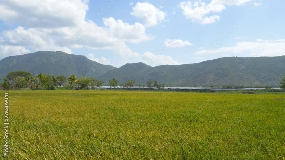 Large green field under cultivation with mountain skyline Large green field under cultivation with mountain skyline