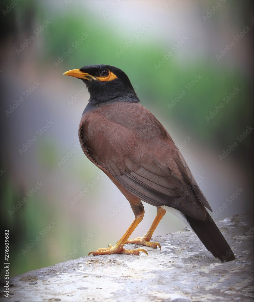 The Common Myna/Indian Myna/Acridotheres tristis The Common Myna/Indian Myna/Acridotheres tristis