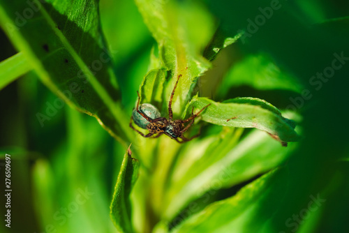 Macro photo of a spider on the grass
