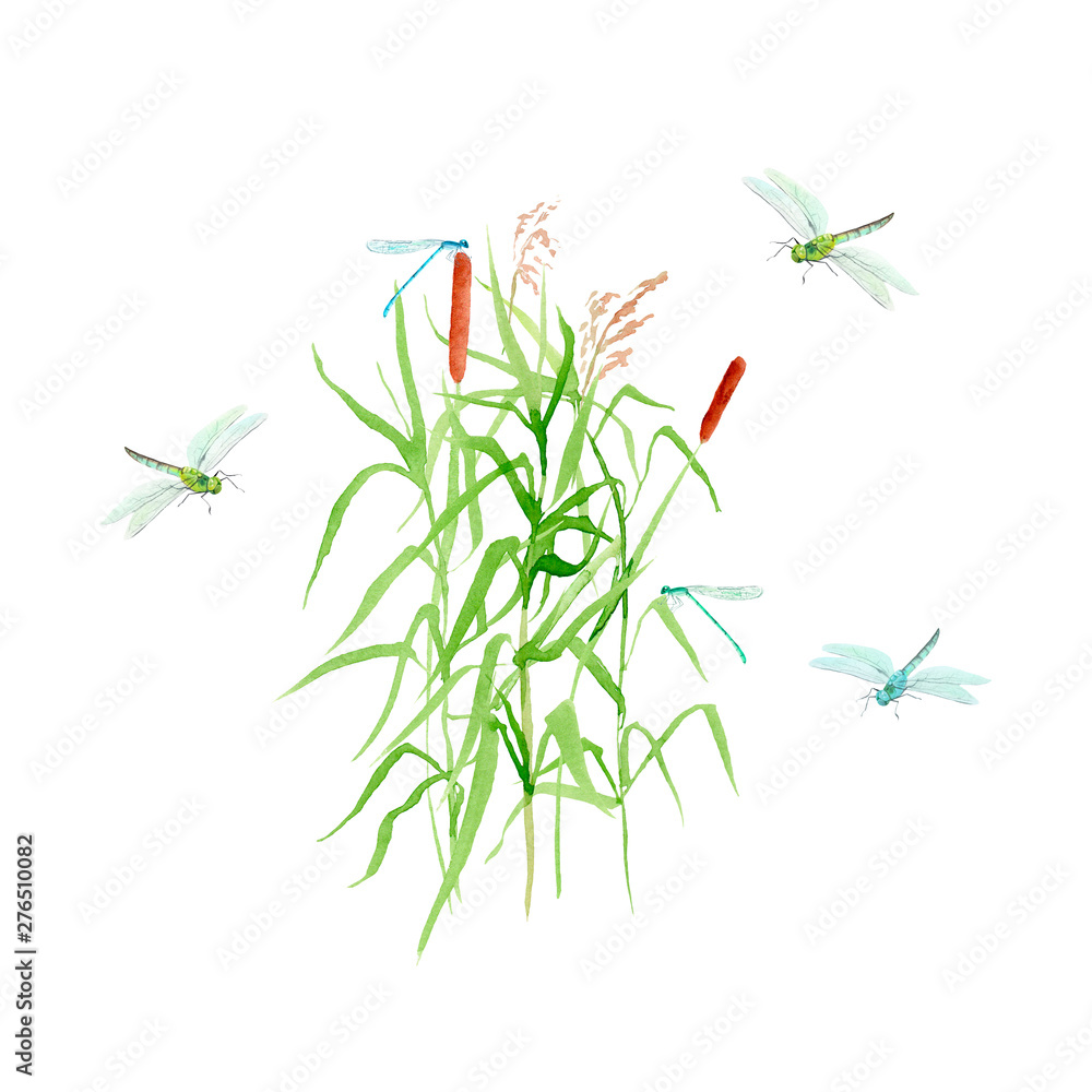 Obraz premium watercolor painting Pond - composition with reeds and dragonflies
