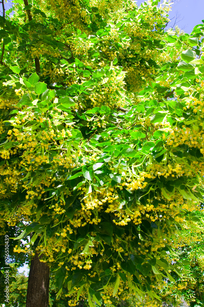 Green linden tree with yellow flowers, summer