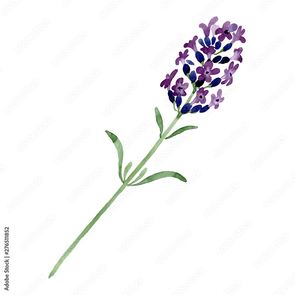 Naklejka premium Violet lavender floral botanical flower. Watercolor background illustration set. Isolated lavender illustration element.