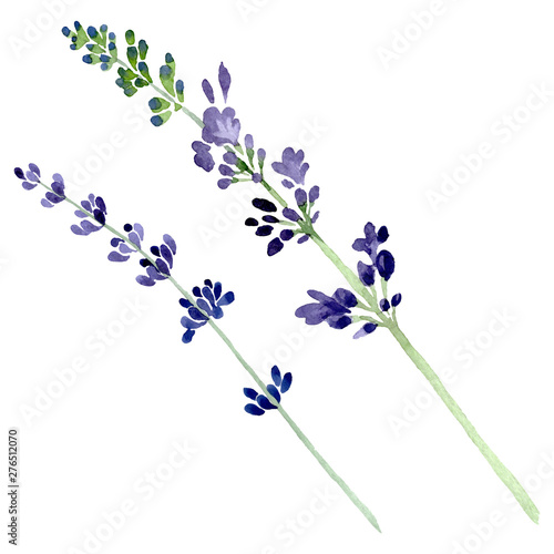 Fototapeta Naklejka Na Ścianę i Meble -  Violet lavender floral botanical flower. Watercolor background illustration set. Isolated lavender illustration element.