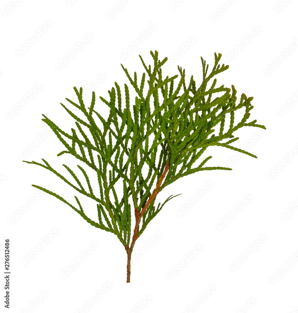 Fototapeta premium Branch of thuja tree, isolated. Foliage of Japanese Thuja tree, isolated on pure white background. Copy-space.