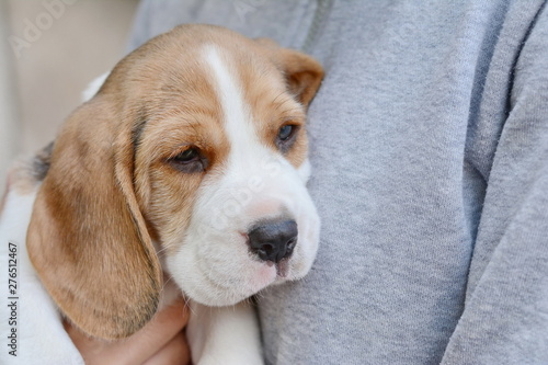 small cute beagle puppy dog.