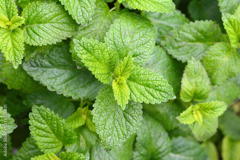 Lemon balm growing in the garden. Lemon balm growing in the garden.
