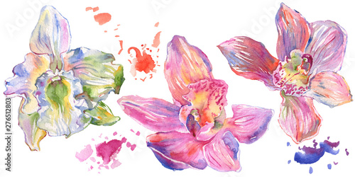 Fototapeta Naklejka Na Ścianę i Meble -  Orchid floral botanical flowers. Watercolor background illustration set. Isolated orchids illustration element.