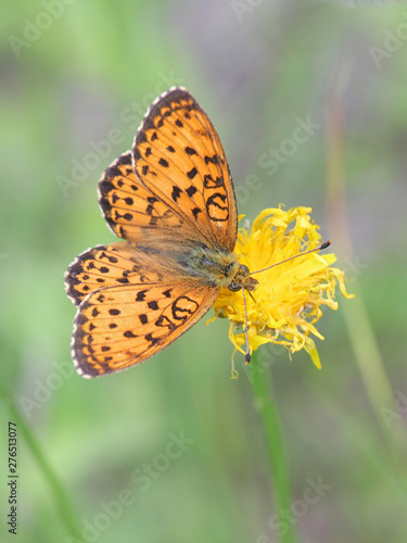 Brenthis ino, known as the lesser marbled fritillary, a butterfly of the family Nymphalidae