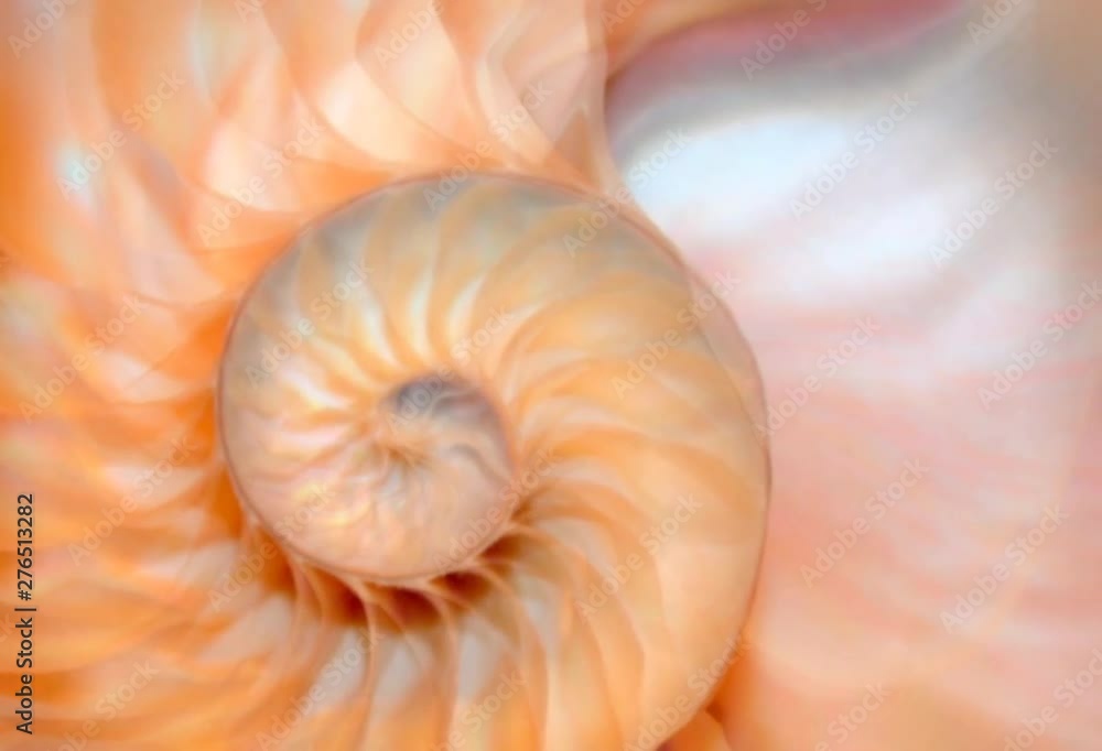 shell nautilus pearl Fibonacci sequence coral symmetry cross section spiral structure golden ratio background mollusk (nautilus pompilius) copy space half split stock, footage folm clip video 