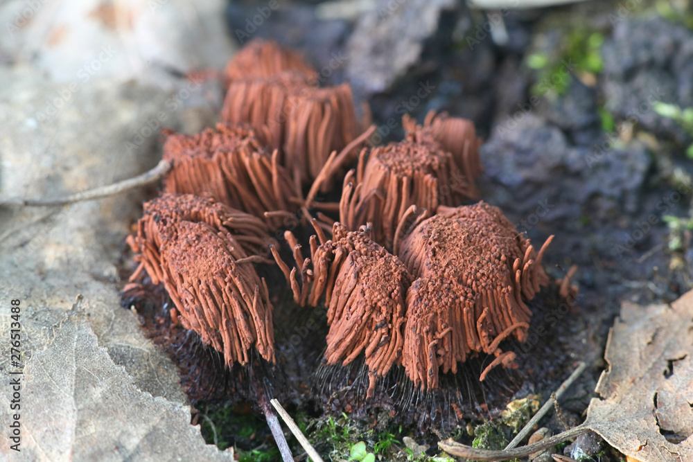 Stemonitis axifera, commonly known as the chocolate tube slime mold ...