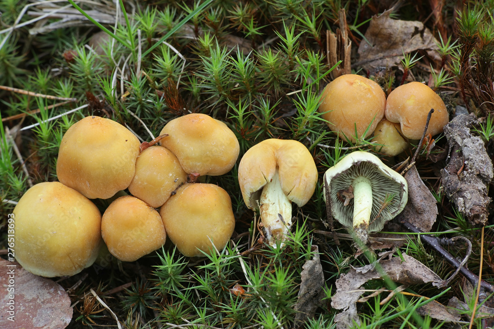 Hypholoma capnoides, known as Conifer Tuft mushroom, a wild edible mushroom from Finland Hypholoma capnoides, known as Conifer Tuft mushroom, a wild edible mushroom from Finland
