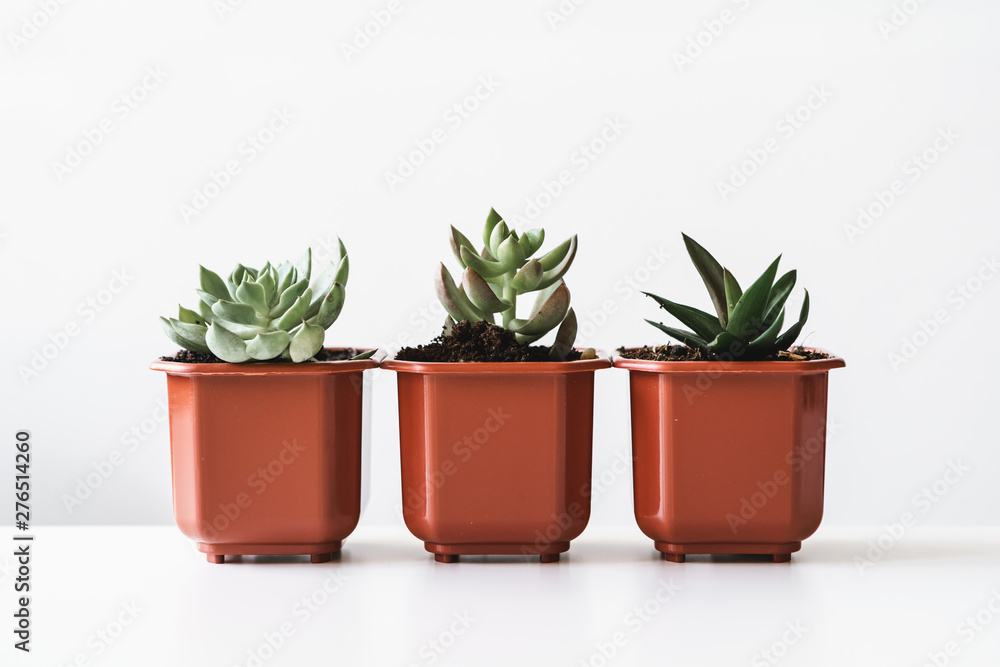 Obraz premium Group of succulent plants in small brown plastic pots indoors