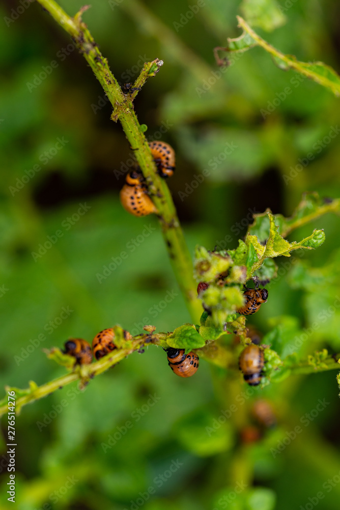 The larvae of Colorado beetle devours the potato tops The larvae of Colorado beetle devours the potato tops