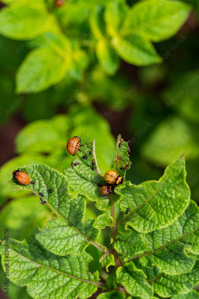 The larvae of Colorado beetle devours the potato tops The larvae of Colorado beetle devours the potato tops