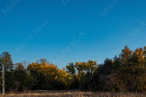 Landscape of deciduous forest trees and blue sky with moon.